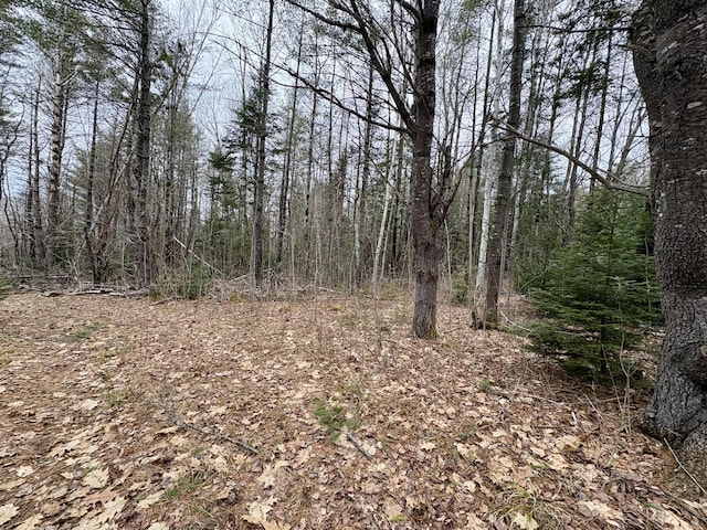 view of local wilderness with a wooded view