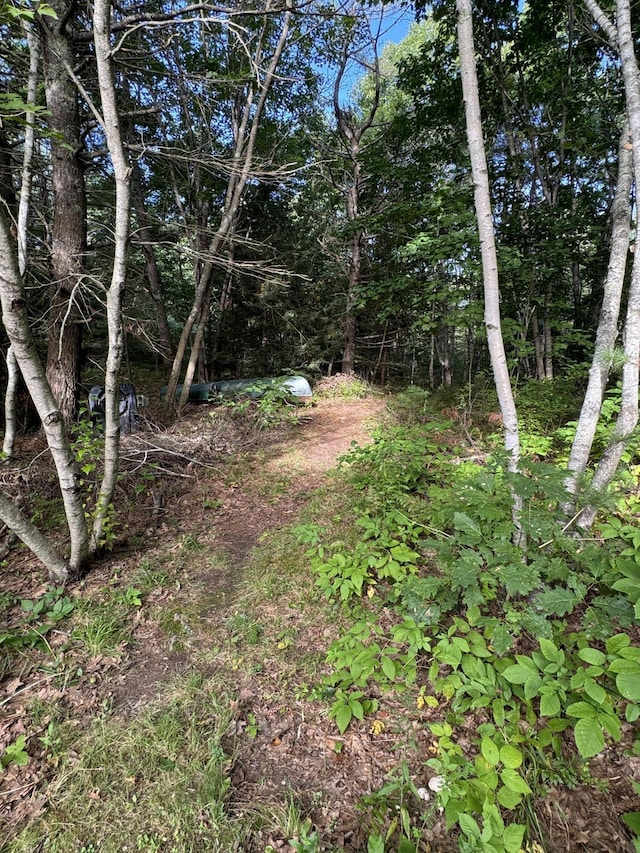 view of local wilderness