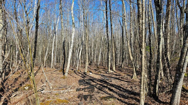 view of local wilderness