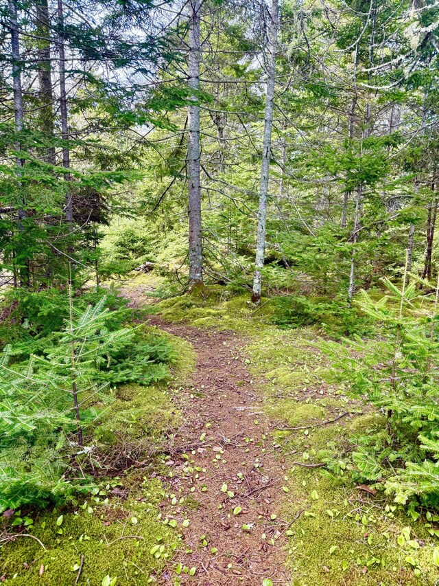 8 Berry Ln, Vinalhaven, ME 04863 - view of tree filled area