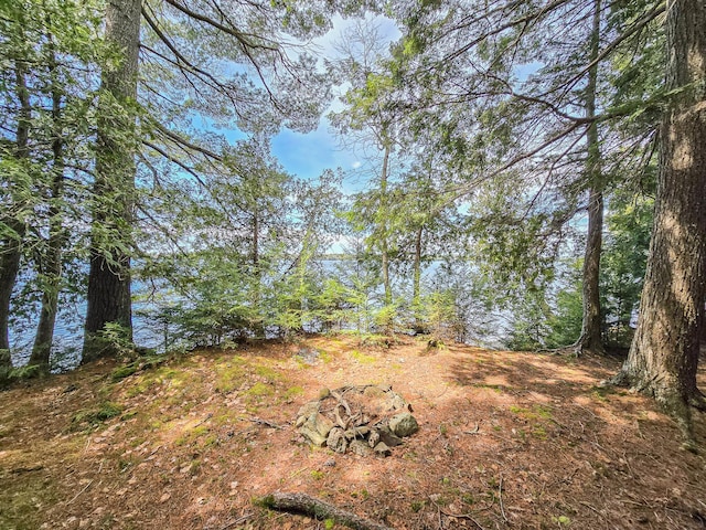 view of local wilderness