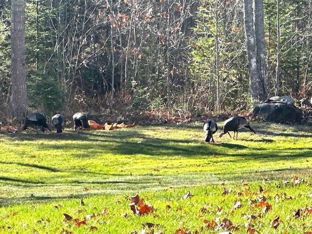 view of community featuring a lawn
