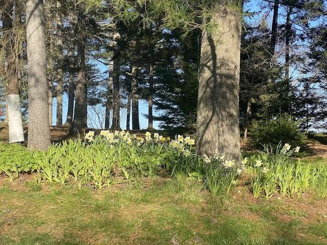 view of nature