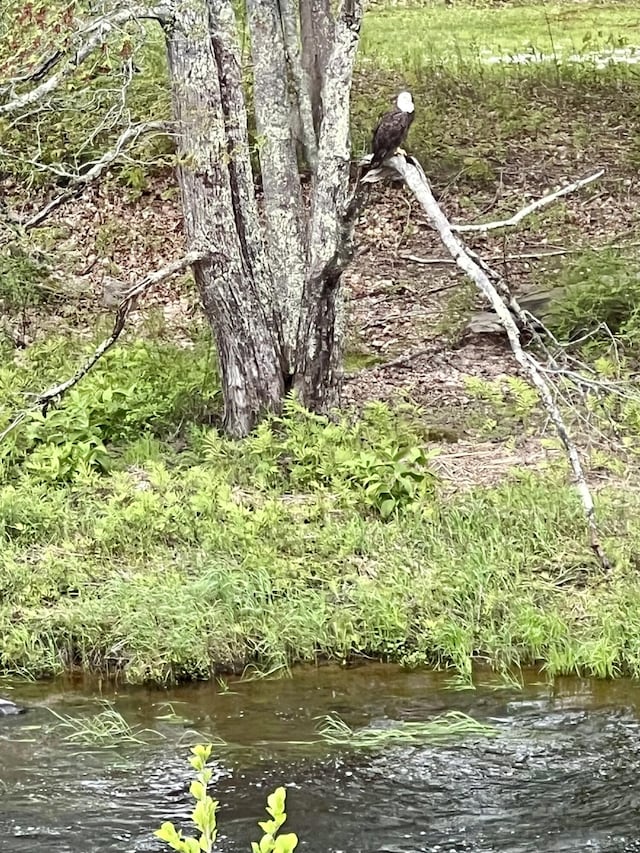 121 Jefferson St, Waldoboro, ME 04572 - view of undeveloped land