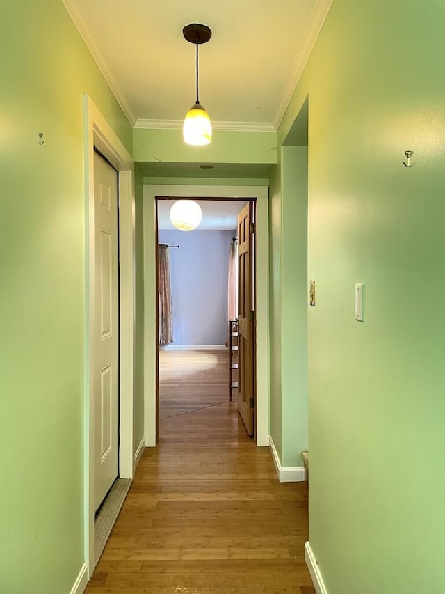 45 Seaview Ter, Belfast, ME 04915 - hallway featuring light wood-style flooring and ornamental molding