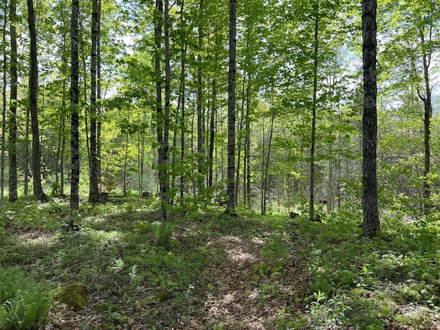 142 Palmer Rd, Thorndike, ME 04986 - view of tree filled area