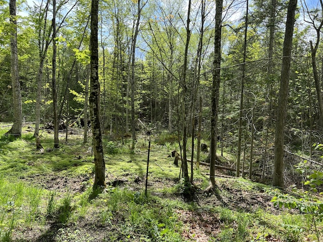 142 Palmer Rd, Thorndike, ME 04986 - view of tree filled area