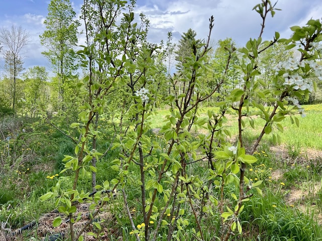 142 Palmer Rd, Thorndike, ME 04986 - view of nature