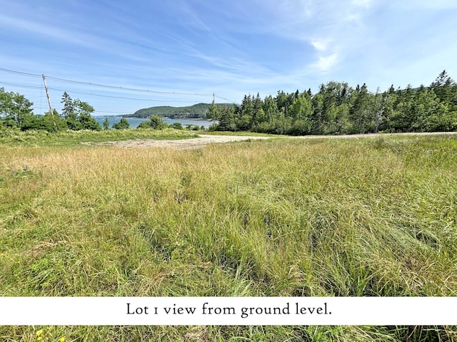 view of local wilderness