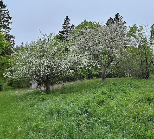 412 N Lubec Rd, Lubec, ME 04652 - view of yard
