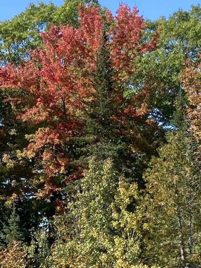 74 Town Farm Rd, Hampden, ME 04444 - view of tree filled area