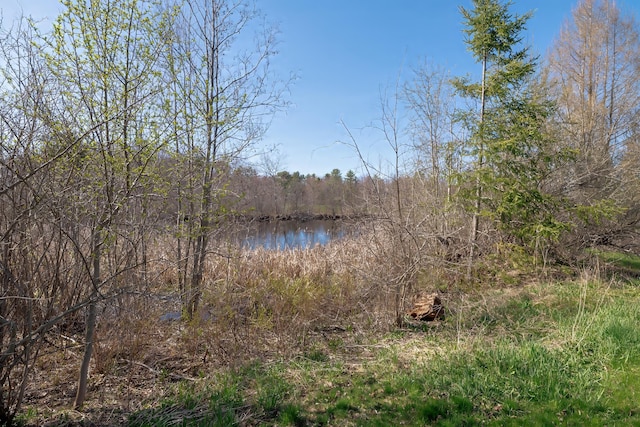 water view with a view of trees