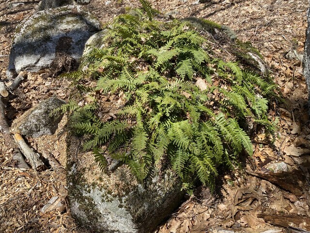 00 Acadia Hwy, Orland, ME 04472
