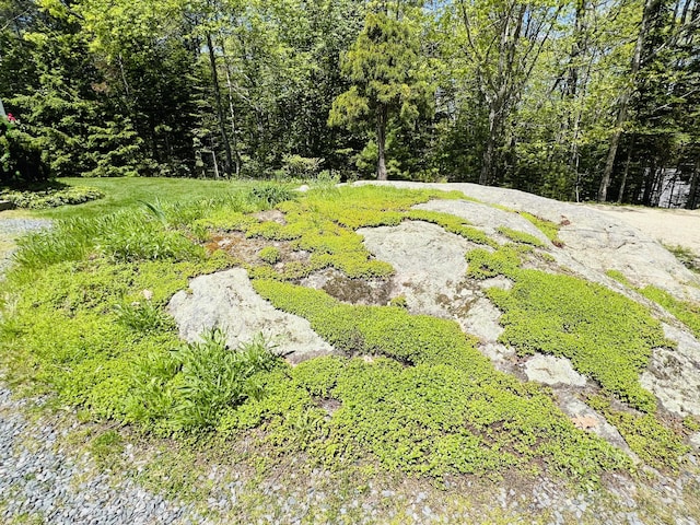329 Salt Pond Rd, Blue Hill, ME 04614 - view of yard