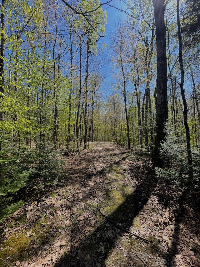 view of woods