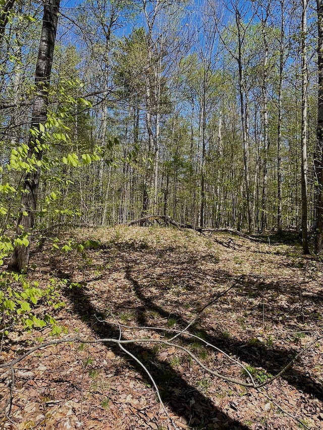 view of woods