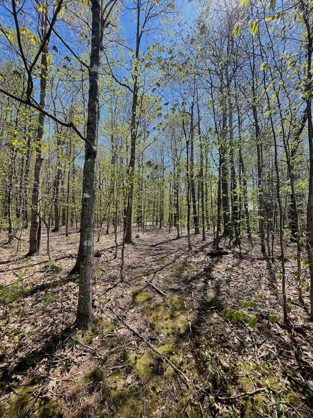 view of wooded area