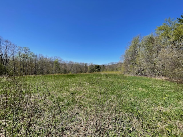view of woods