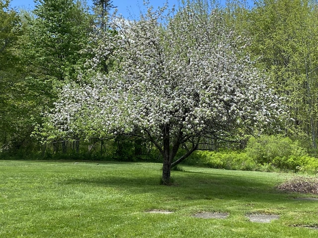 12 Old Rte 1, Searsport, ME 04974 - view of green lawn