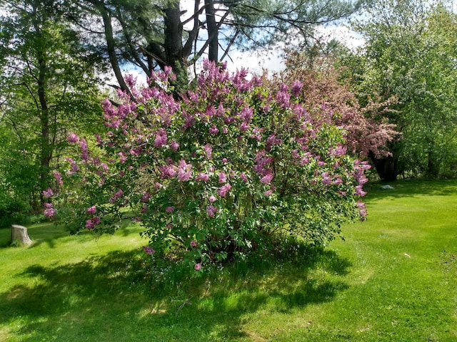12 Old Rte 1, Searsport, ME 04974 - view of grassy yard