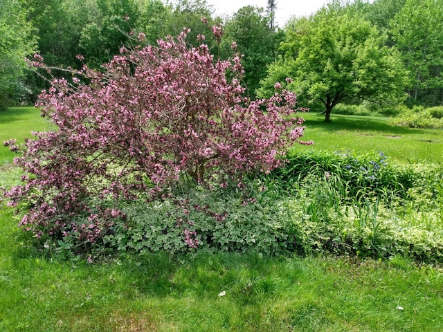 12 Old Rte 1, Searsport, ME 04974 - view of green lawn