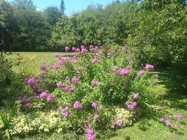 12 Old Rte 1, Searsport, ME 04974 - view of yard with a wooded view