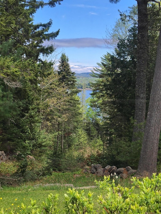 water view with a forest
