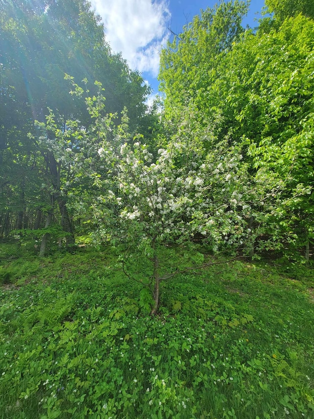 233 Weld Rd, Phillips, ME 04966 - view of tree filled area