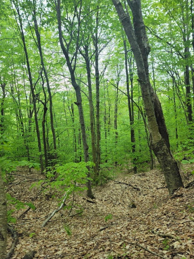 233 Weld Rd, Phillips, ME 04966 - view of tree filled area