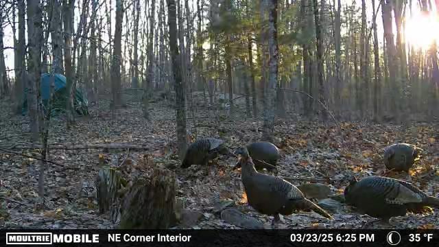 626 Wiscasset Rd, Pittston, ME 04345 - view of nature