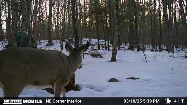 626 Wiscasset Rd, Pittston, ME 04345 - view of snowy yard