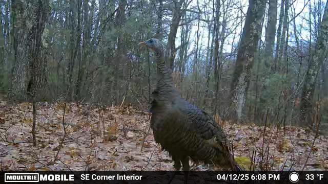 626 Wiscasset Rd, Pittston, ME 04345 - view of woods