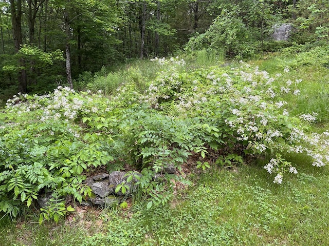 626 Wiscasset Rd, Pittston, ME 04345 - view of tree filled area