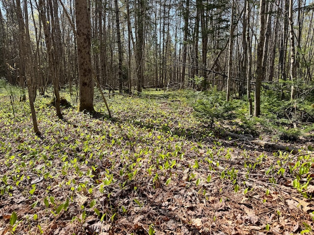 view of woods