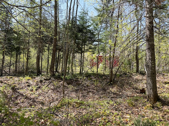 view of woods