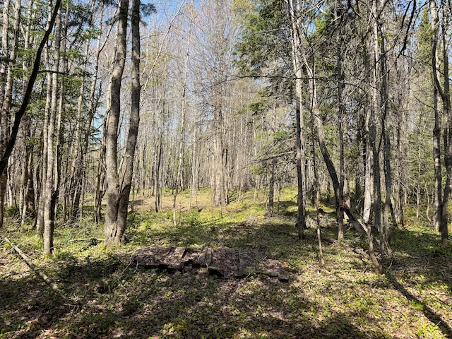 view of woods