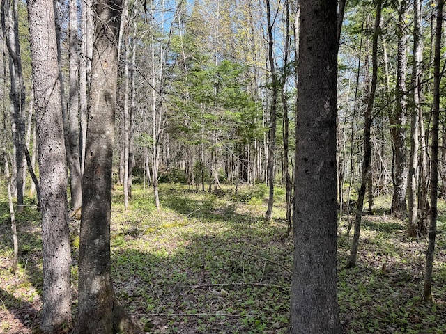 view of woods