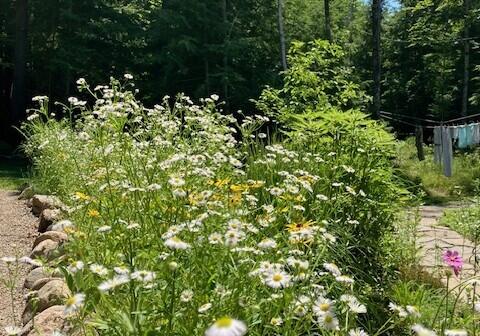382 Riverbend Rd, Brownfield, ME 04010 - view of local wilderness