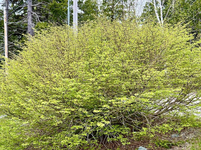 15 Miles Rd, Tremont, ME 04674 - view of woods