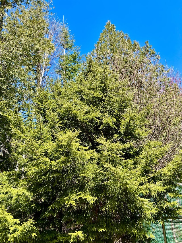15 Miles Rd, Tremont, ME 04674 - view of undeveloped land