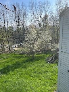 15 River Rd, Phillips, ME 04966 - view of green lawn