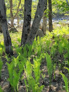 15 River Rd, Phillips, ME 04966 - view of nature