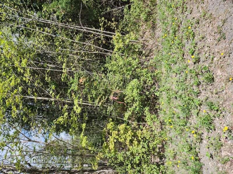 22.6AC Estabrook Rd, Amity, ME 04471