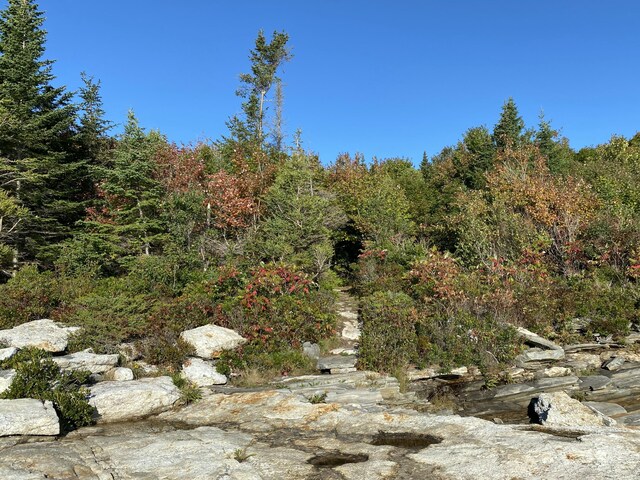 42 Old Mill Rd, Bristol, ME 04554 - view of woods