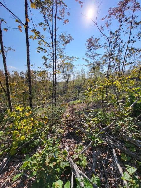 LOT7-3 Brown Rd, Oakfield, ME 04763 - photo 13