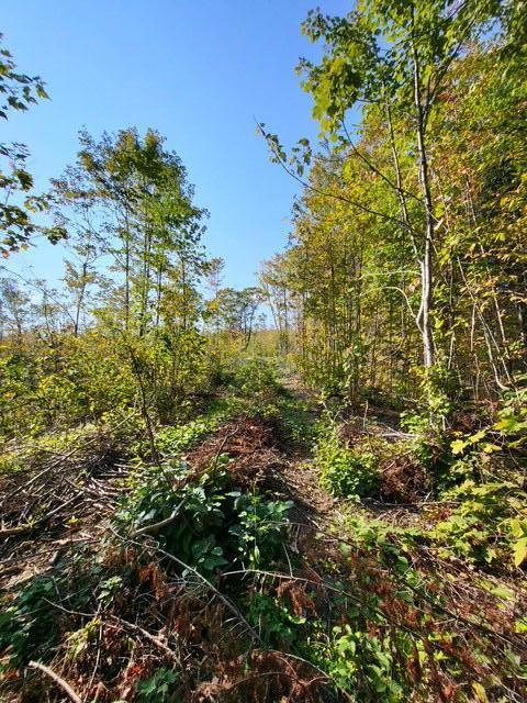 LOT7-3 Brown Rd, Oakfield, ME 04763 - photo 16