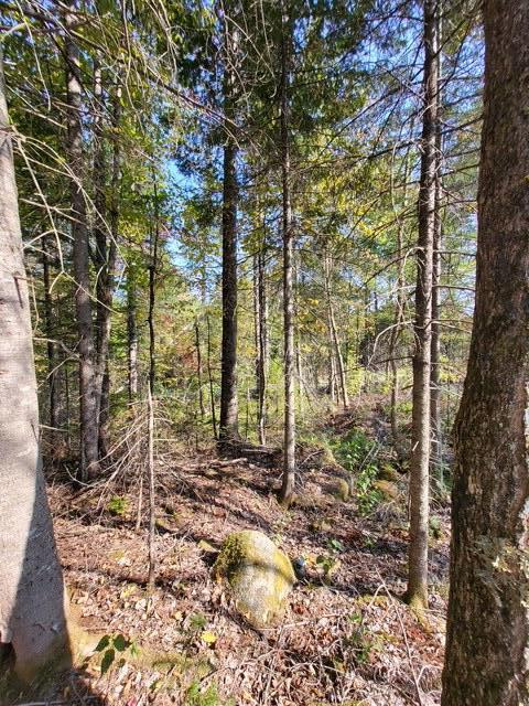 LOT7-3 Brown Rd, Oakfield, ME 04763 - photo 11