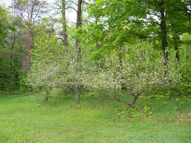 593 S Strong Rd, Strong, ME 04983 - view of wooded area
