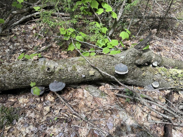 LOT10 Shamrock Ln, Damariscotta, ME 04543