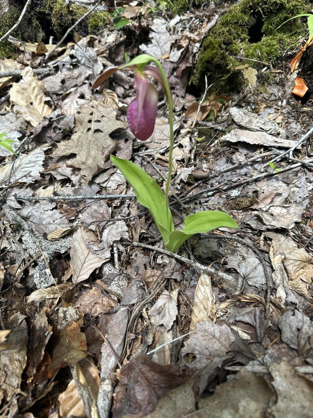 LOT10 Shamrock Ln, Damariscotta, ME 04543